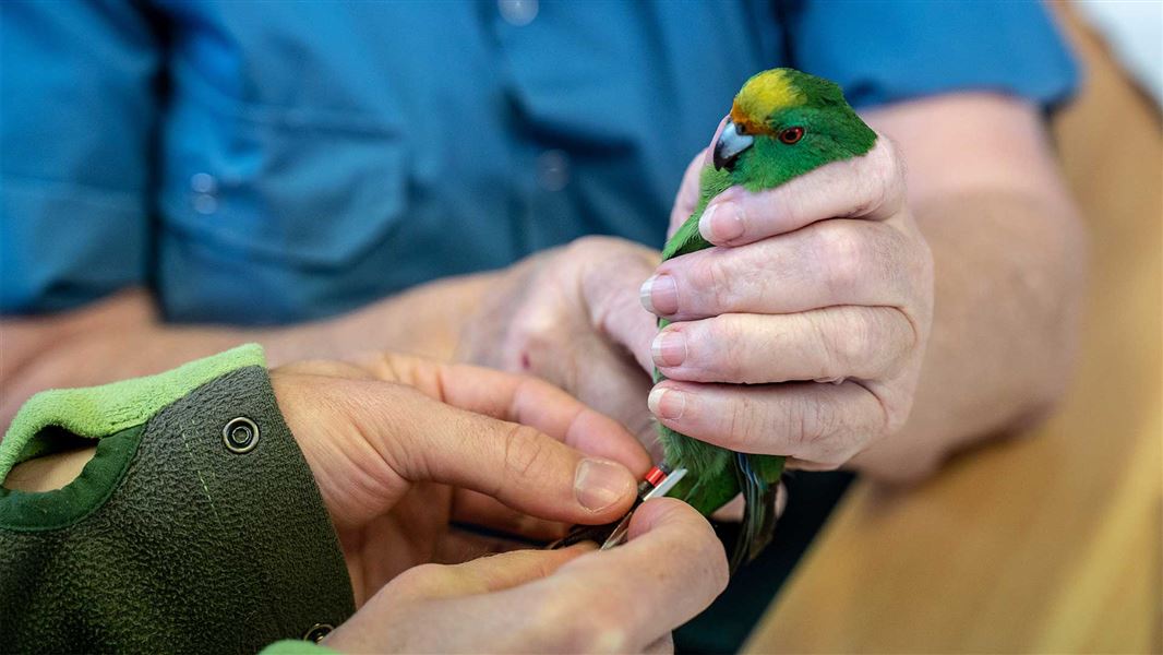 A kākāriki karaka is banded  before its release