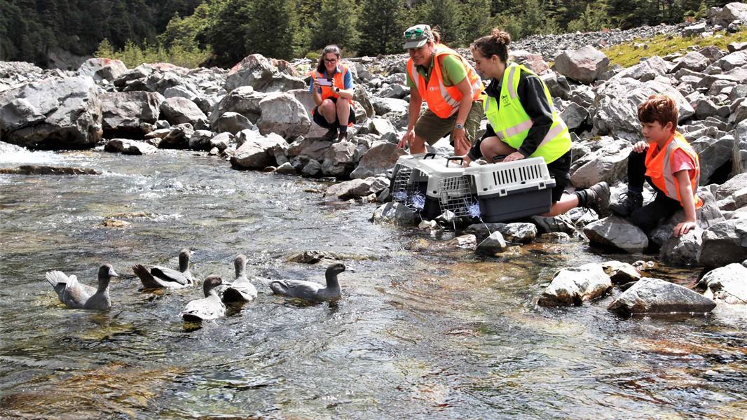 Released whio on river with people on river edge.