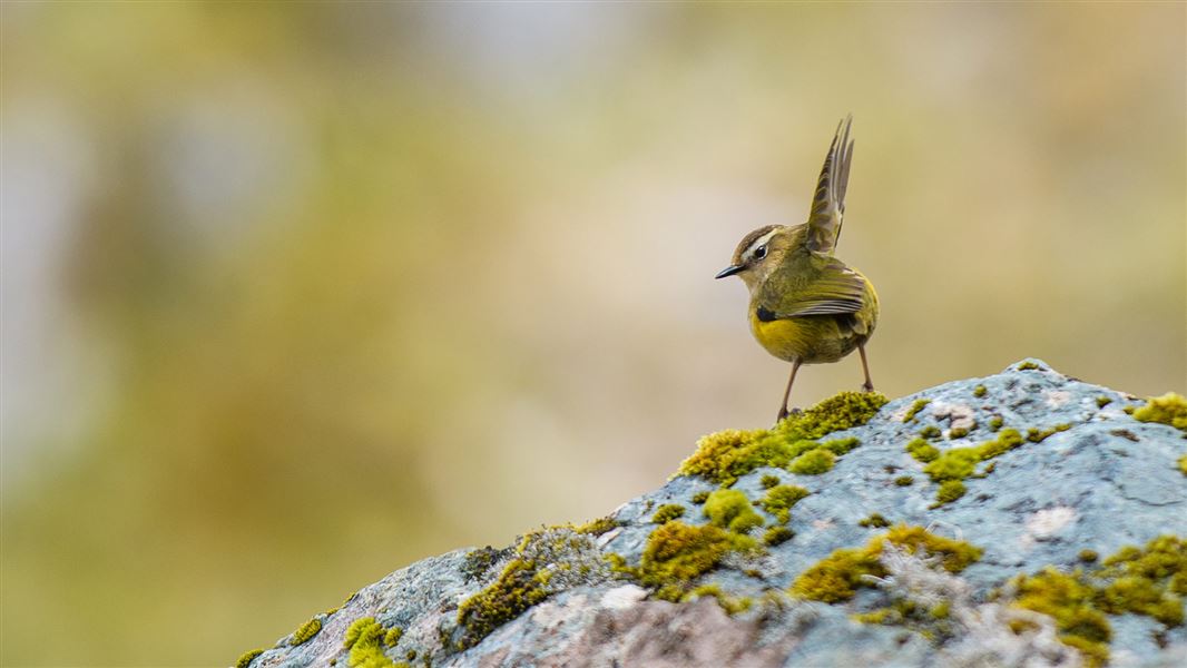 Small rock wren on a rock. 