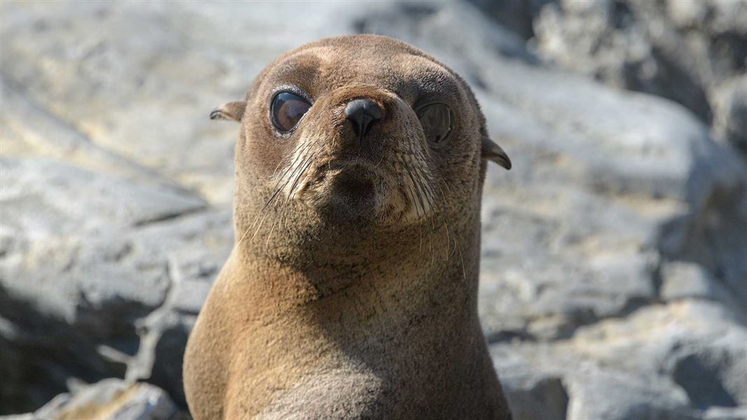 NZ fur seal/kekeno. 