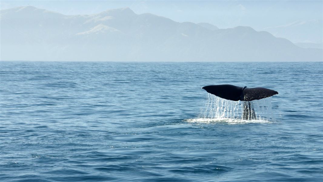 Whale breaching. 