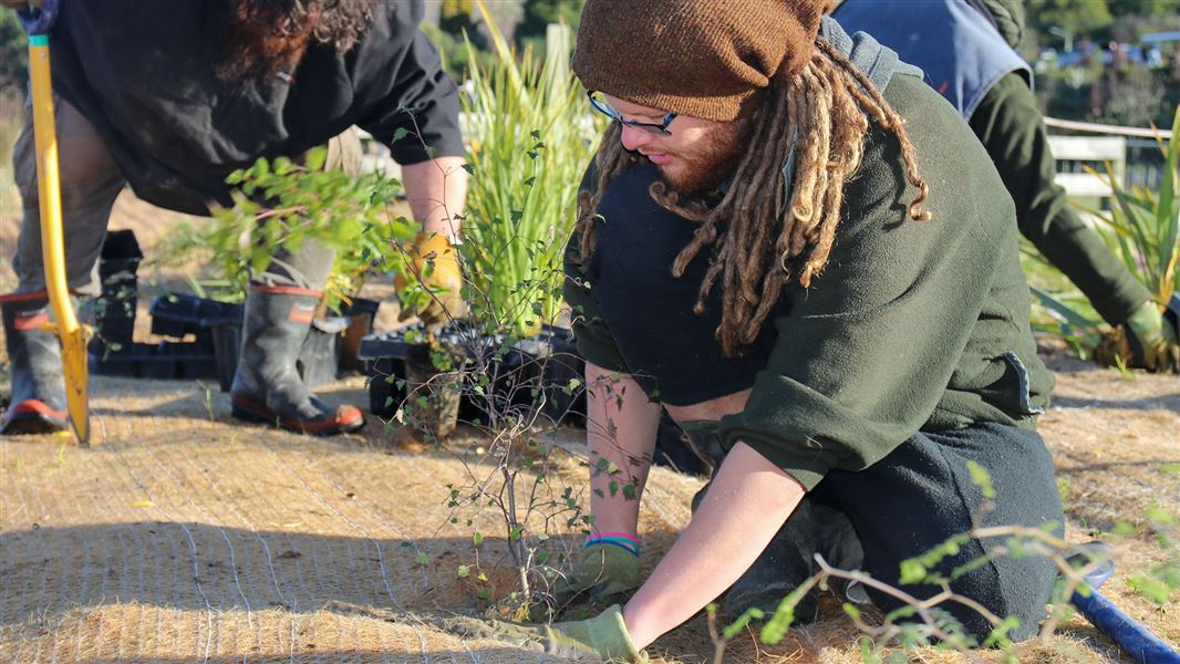 Volunteers planting a young kōwhai sapling.