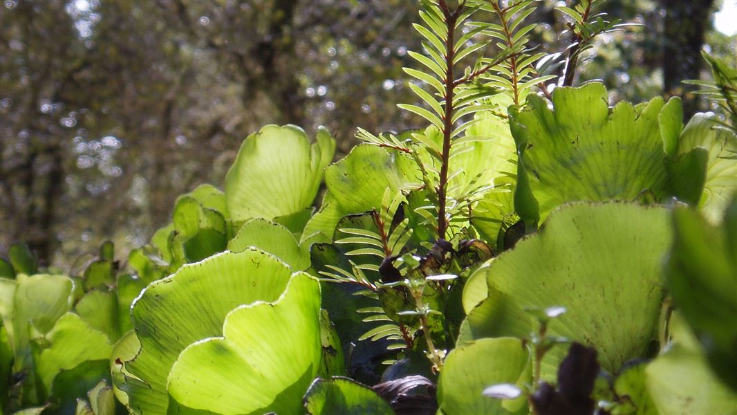 Kidney fern, Fiordland