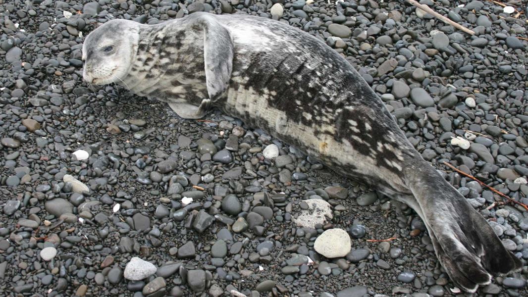 Weddell seal. 