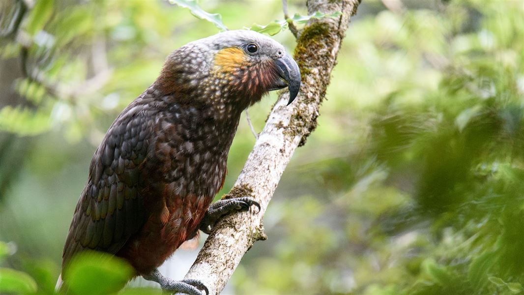 South Island kākā looking at the camera while perched on a branch.