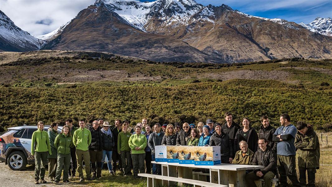 Takahē Recovery and partners releasing takahē into Greenstone Valley 2023. Beautiful sunny day with the snowy hills in the background. Special carriers with birds sit on a table.