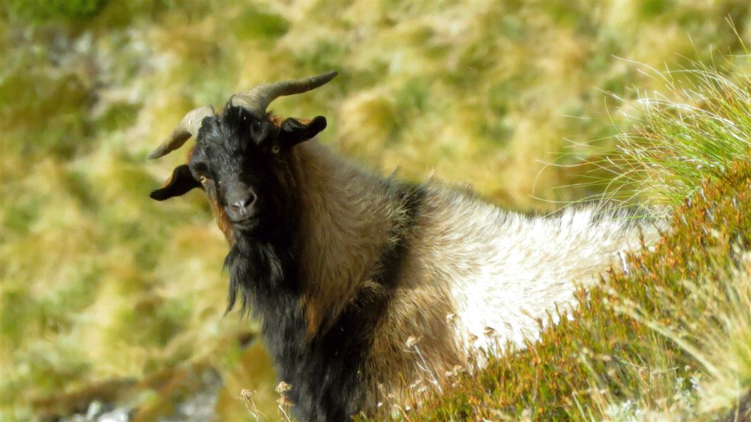 BIlly goat with horns amonst the tussock.