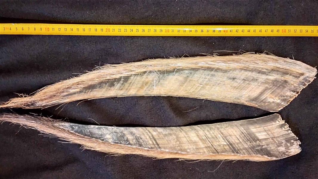 Whale baleen with a measuring tape showing how long it is. 