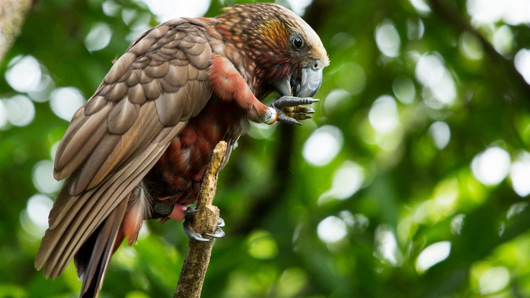 North Island kākā. 