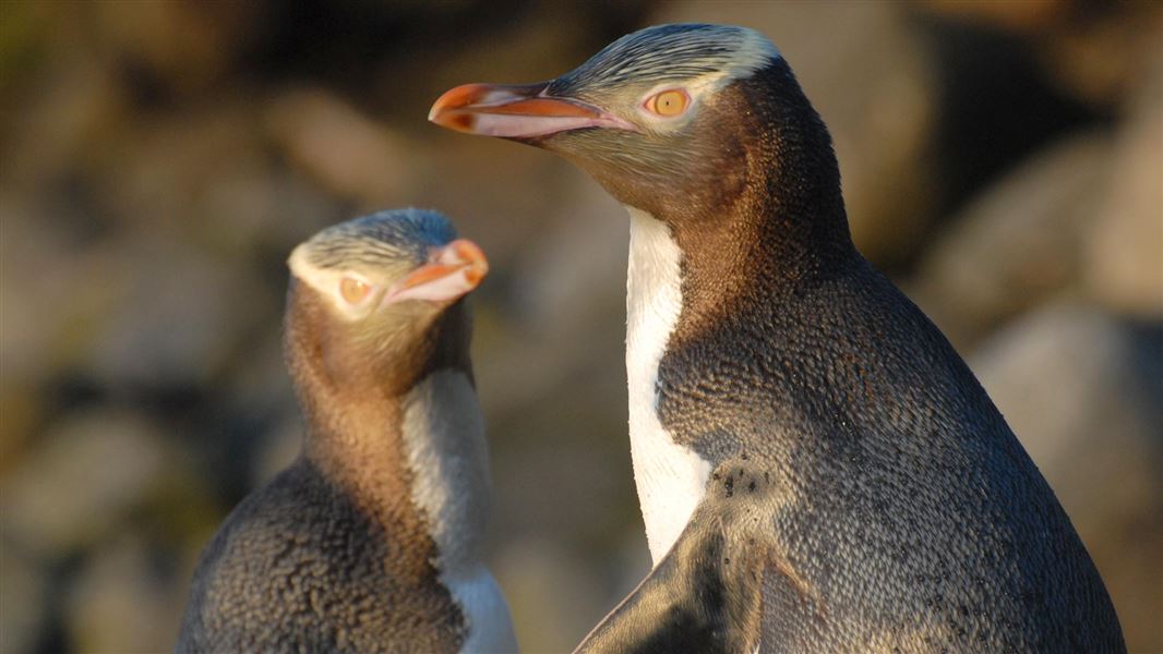 Yellow-eyed penguin/hoiho. 