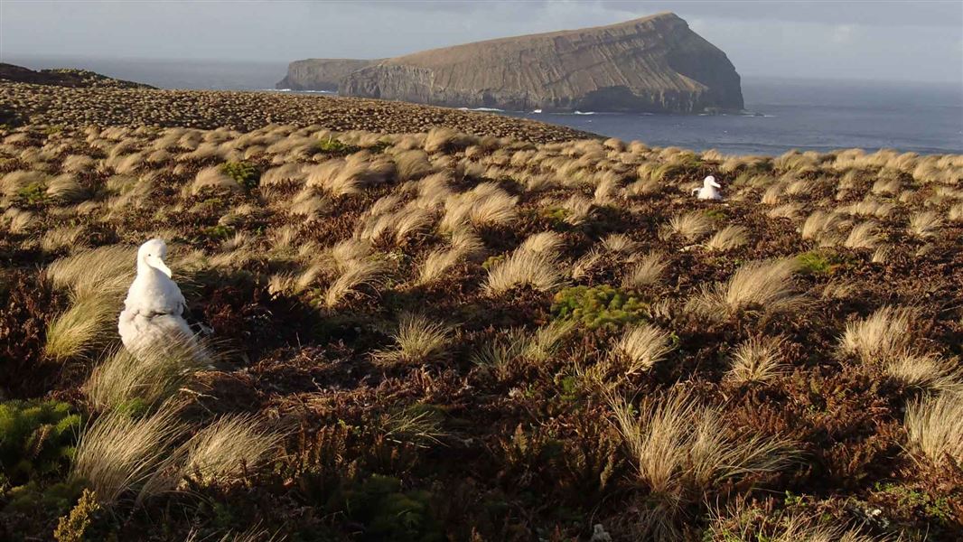 Looking out from Main Antipodes Island to Bollons Island