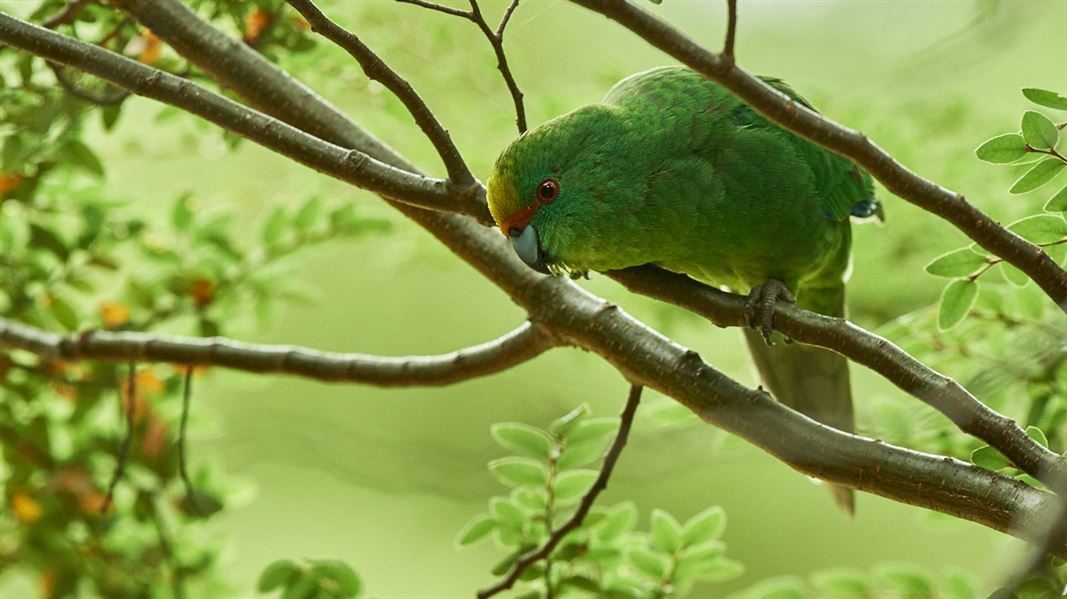 A close up of an orange-fronted parakeet on a branch