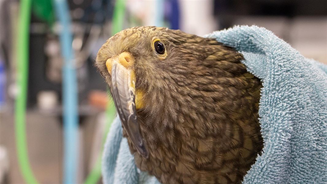 Kea during its recovery. 