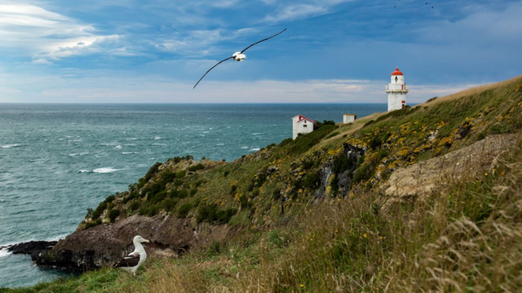 Albatross flying at Taiaroa Head with lighthouse in background. 