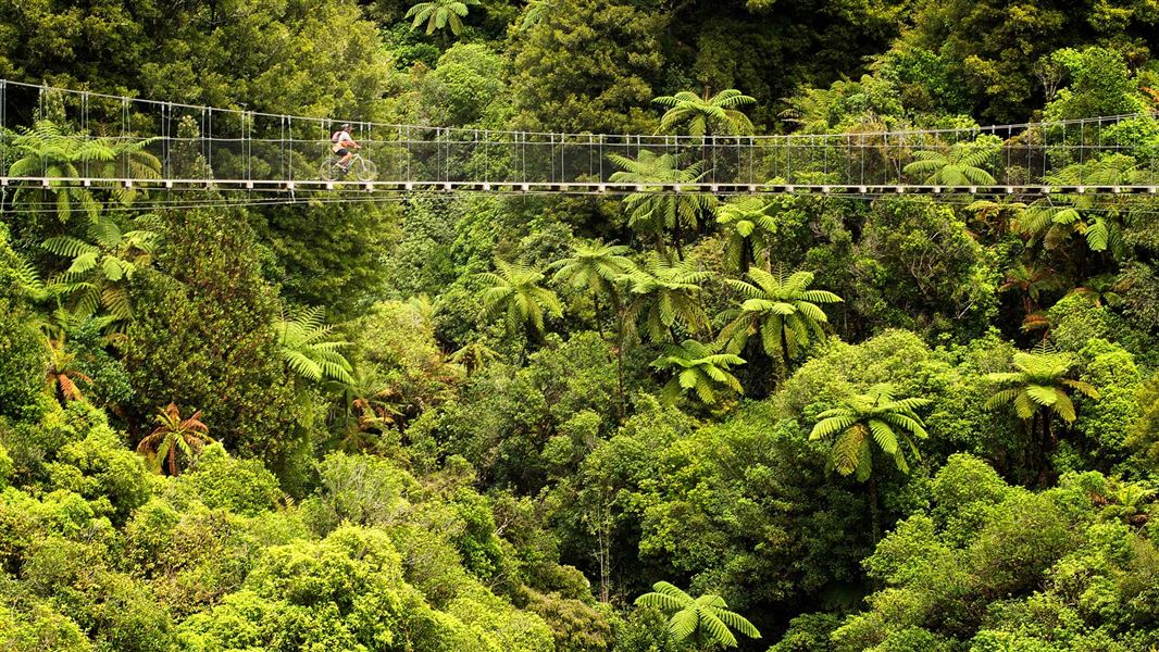 Biker on suspension bridge, Timber Trail. 