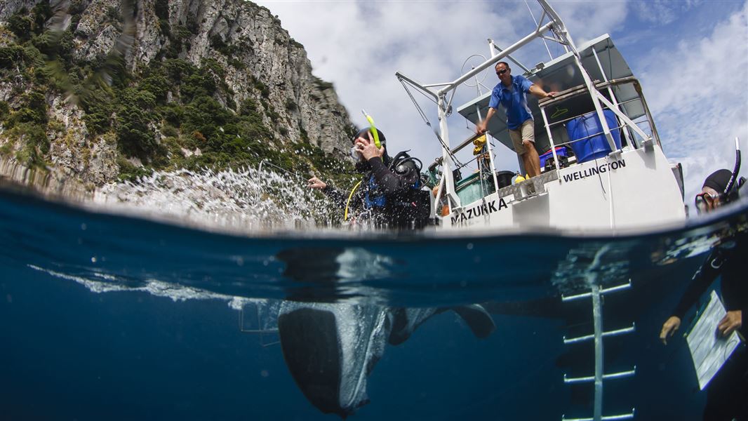 Diving from a boat. 