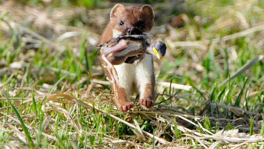 Stoat with dead chick. 