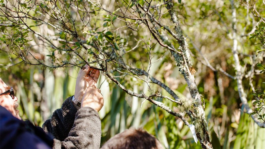 Person completing translocation process of placing seeds on host tree. 