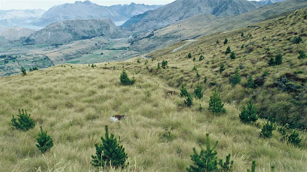 Wilding pines in the Wakatipu area.