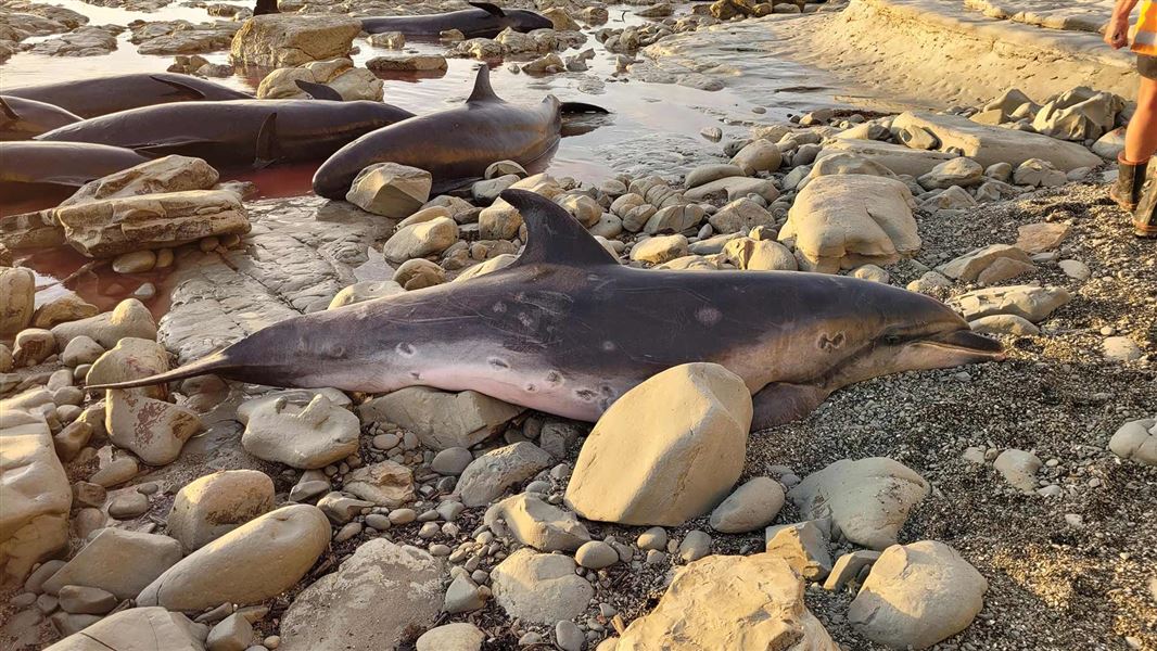 Stranded false killer whales. 