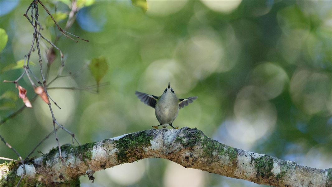 Male rifleman/tītipounamou jumping off perch at Pukaha Mount Bruce.
