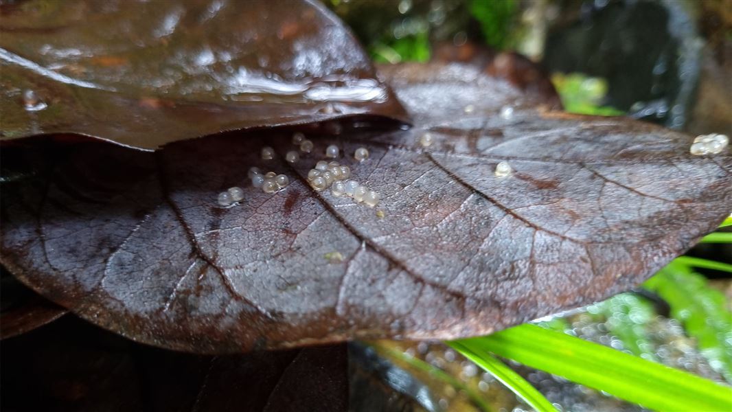 Shortjaw kōkopu nest in Waipoua Forest showing translucent shortjaw kōkopu eggs.