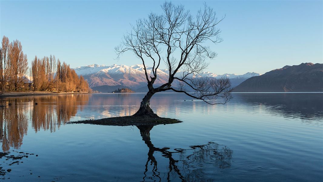 Famous willow tree, Lake Wanaka