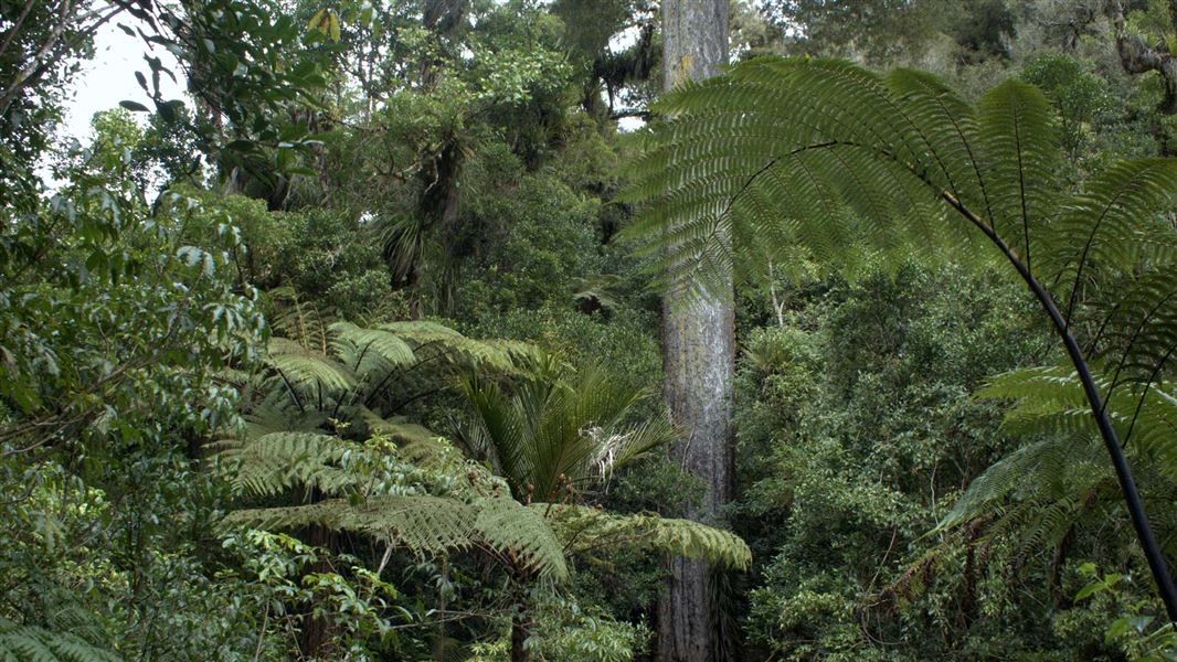 Kahikatea tree. 