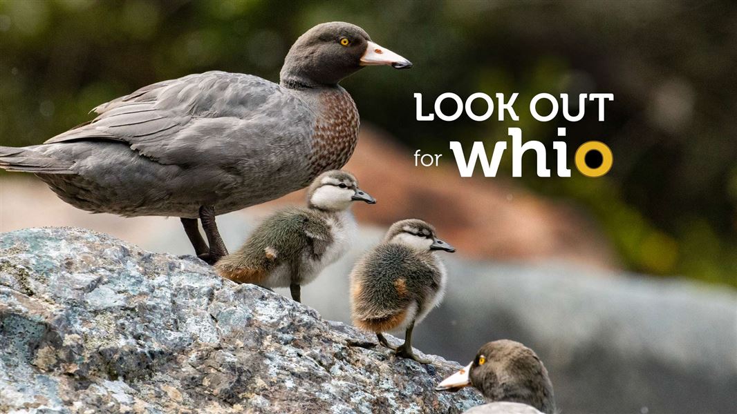 Whio and chicks standing on rock beside river.