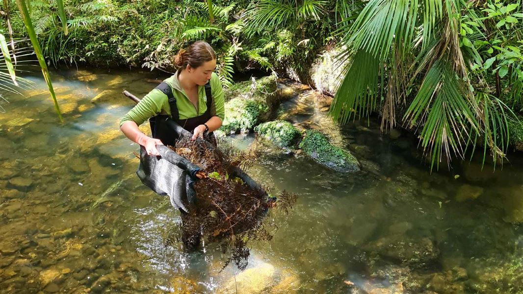 DOC staff member in a river waist deep collecting a traditional whakaweku. 