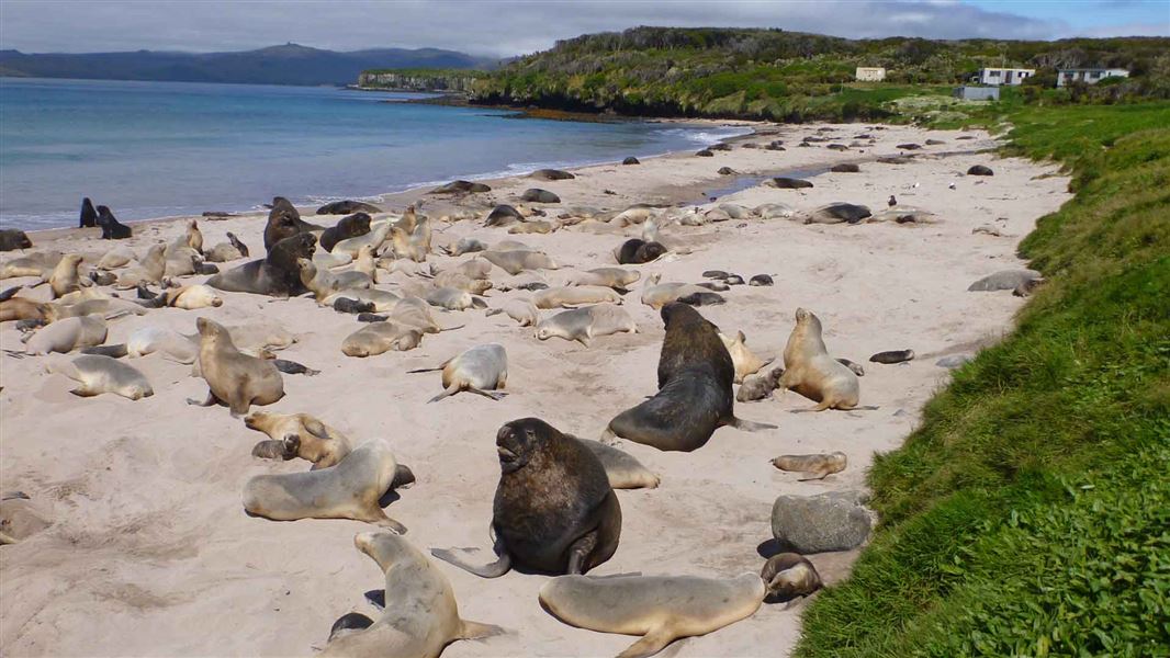 New Zealand sea lions lying on Sandy Bay, Enderby Islands. 