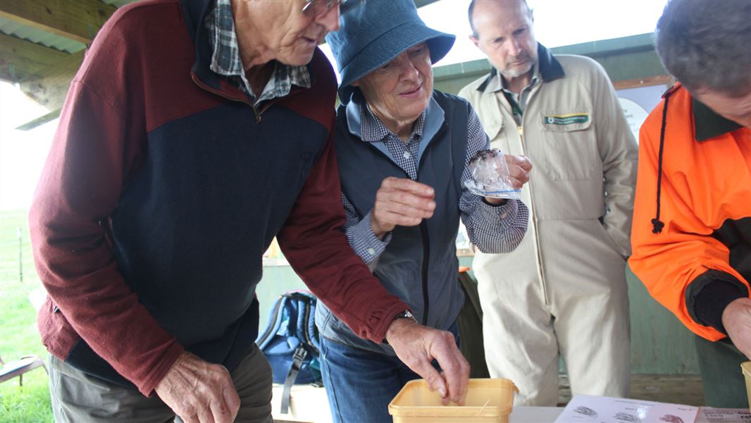 People looking at Dactylanthus seeds. 