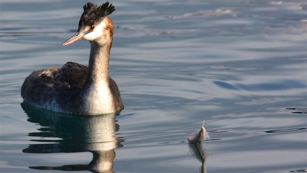 Australasian crested grebe. 