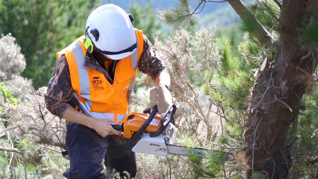 Cutting a tree with chainsaw. 