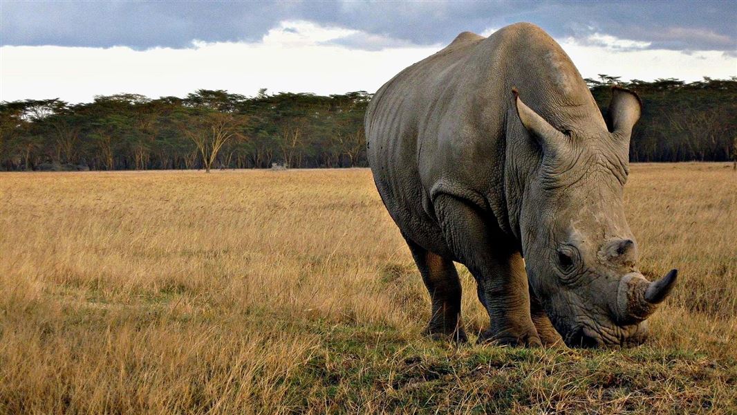 A Rhino standing alone on the open plains, surrounded by dry grass.