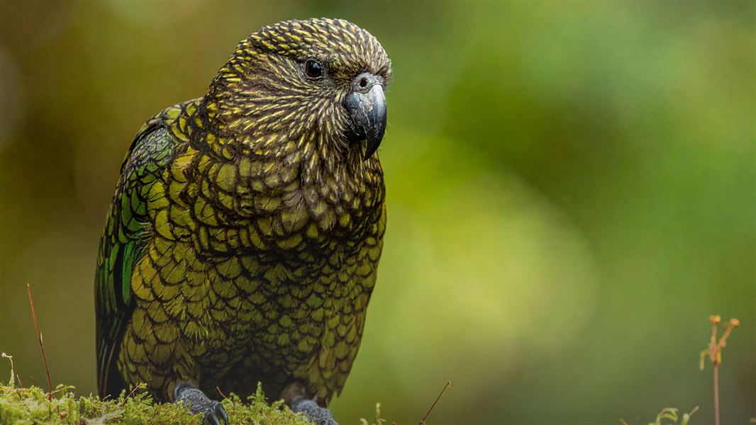 About the Ngā Whenua Rāhui Fund