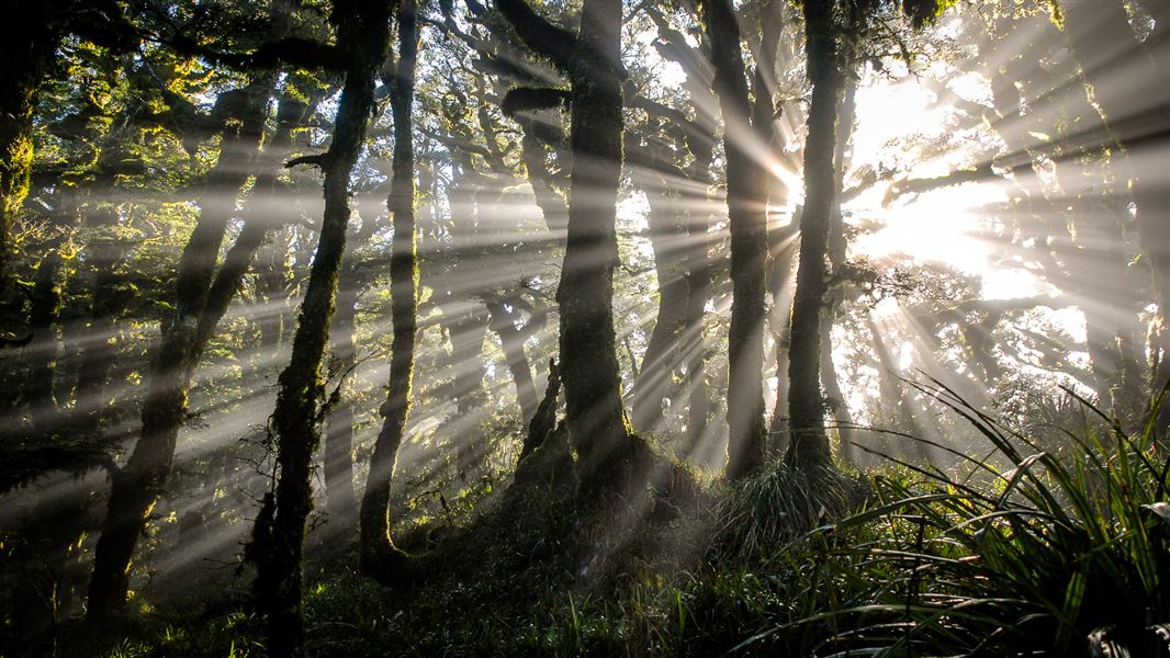 Dense forest with light rays highlighted by fog