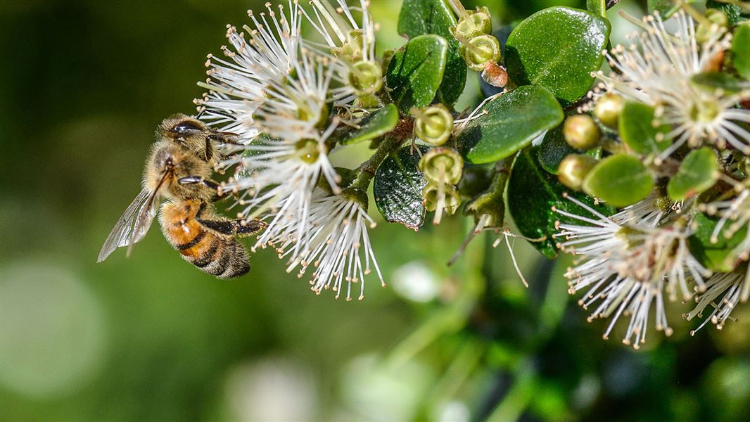 A bee hangs from a bunch of small white spiky flowers.