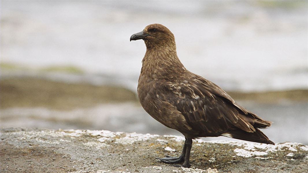 A brown bird stands perched on a rock with the sea just visible in the background.
