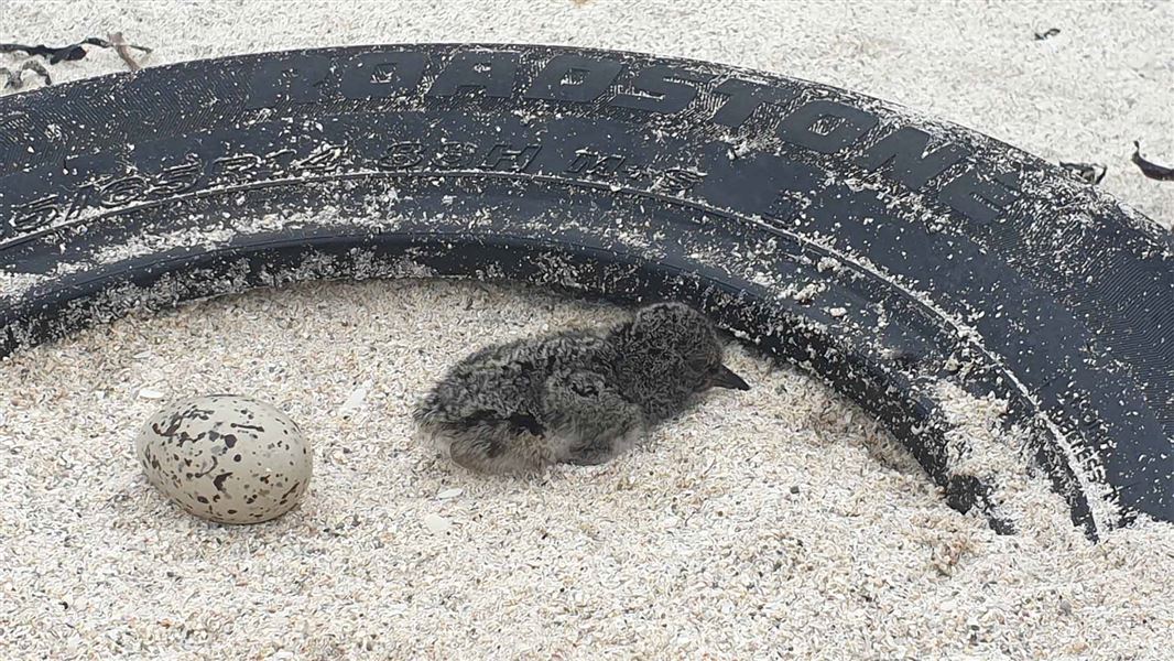 A small grey fluffy bird chick lays in a semi protective nest provided by a tyre.