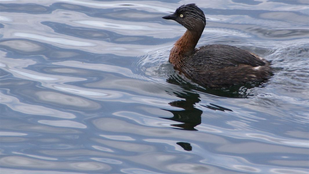 Dabchick. 