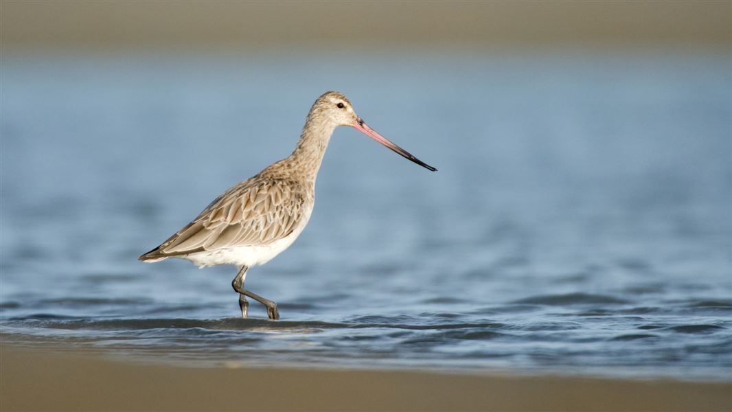 Bar-tailed godwit