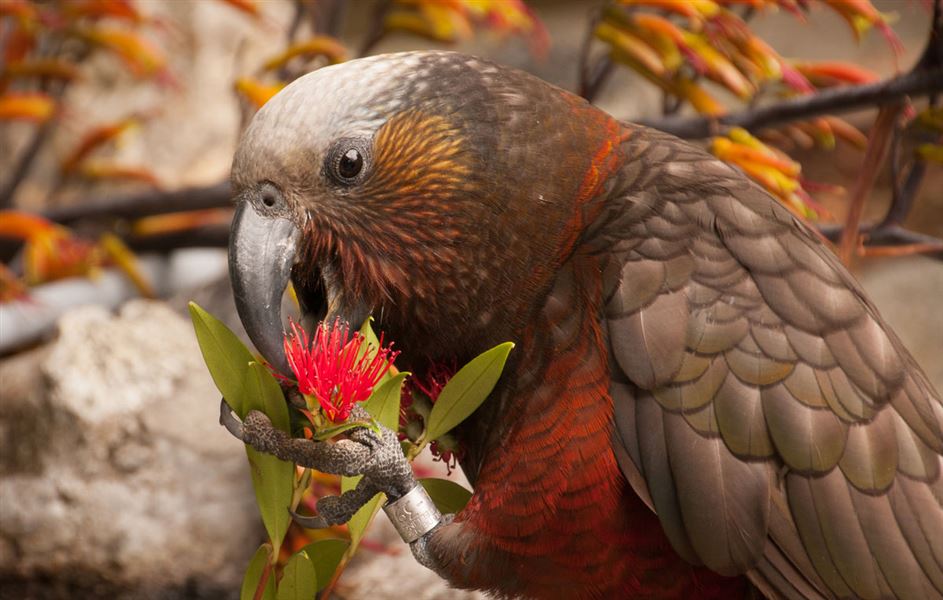 Kākā holding rata flower with foot.