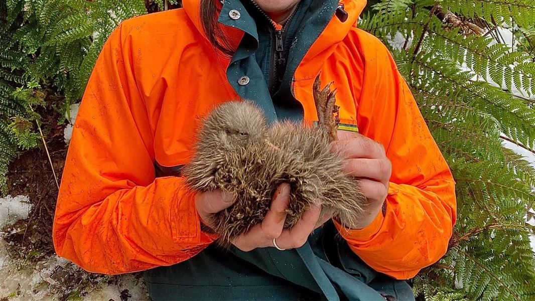 A person holds a small kiwi chick in their hands. 