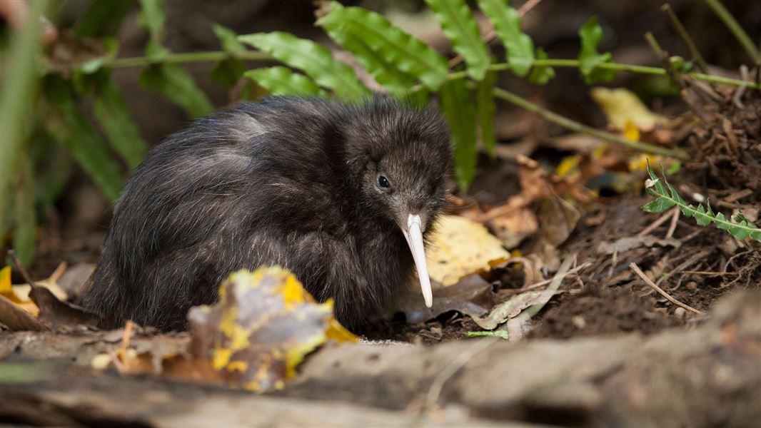 North Island brown kiwi sitting in leaves.