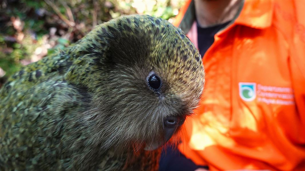 Closeup of a fluffy green parrot's head, high viz jacket visible in the background.