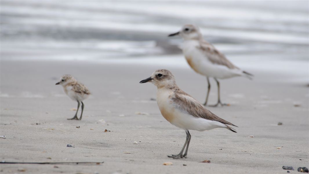 Two adult grey and white dotterels and their fluffy chick on a beach.