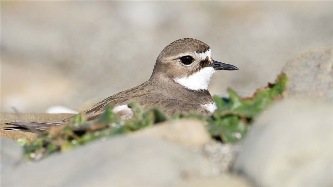 An nz dotterel nestled into a beachey area