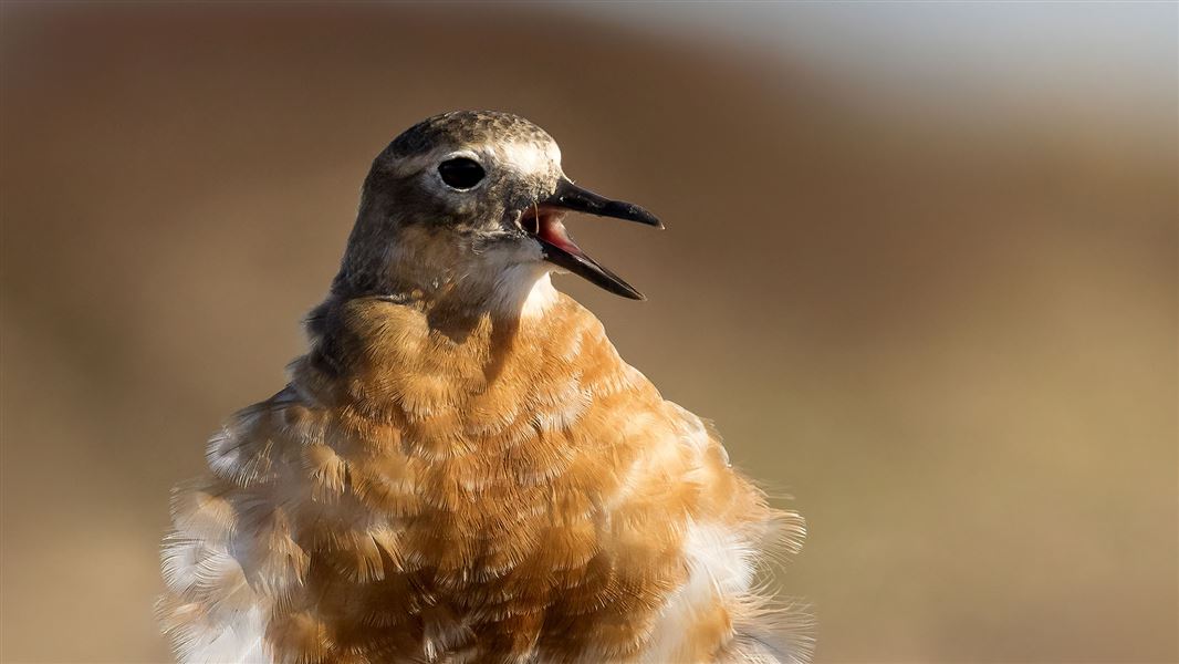 Close up of a fluffy looking bird squaking. 