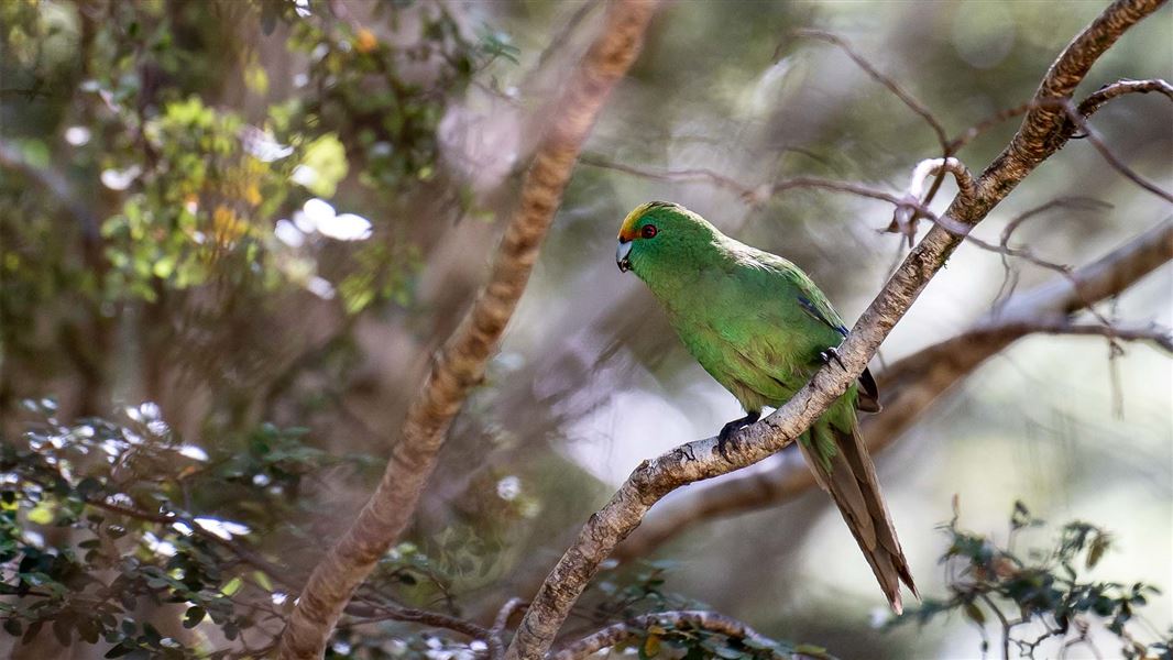 A green bird with a flash of orange and red above its beak. It sits on a tree brance in the forest.